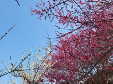 전남 광양 매화꽃축제 광양매화마을 주차장 셔틀 먹거리 봄꽃 여행 추천