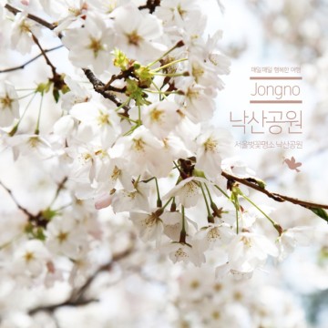 서울벚꽃명소 낙산공원 / 이화벽화마을 작년 봄(3/30일 기준) 현황