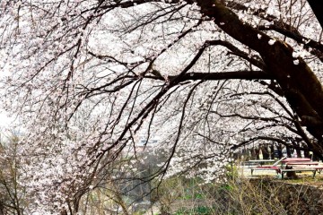 하동 여행지 추천 화개 장터 벚꽃축제 십리벚꽃길