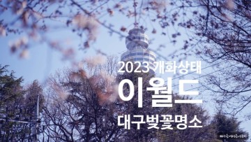 이월드 벚꽃 두류공원 실시간 개화 상태 만개 시기