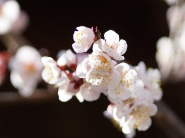3월에 피는 봄꽃 매화 개나리 진달래 벚꽃 꽃말 축제 알아보기