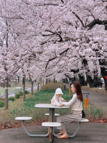 울산 작천정 벚꽃축제 실시간 만개 아기랑 봄나들이