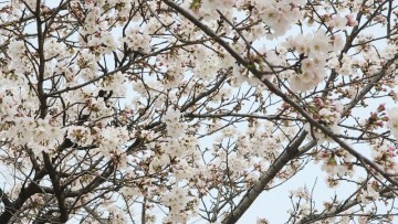 대전 한밭수목원 대전 벚꽃 나들이 대전 놀곳(3월 24일)