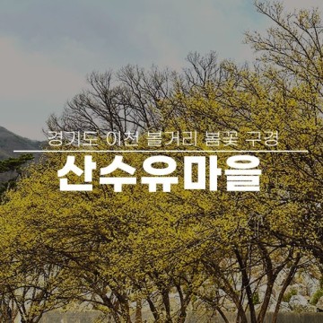 경기도 이천 볼거리 산수유 마을 산수유 축제 봄꽃 구경 개화시기