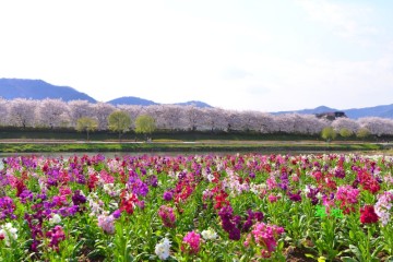 국내봄여행지 순천 벚꽃여행은 동천과 죽도봉공원에서