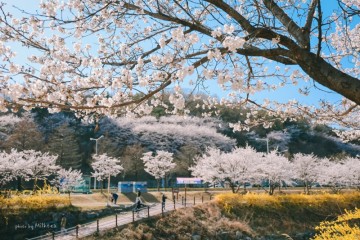 숨은 대전 벚꽃 명소 2탄 유성경찰서 반석천 3월 26일 개화상황