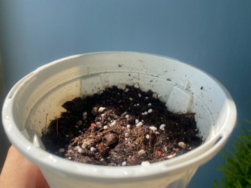 방울토마토 키우기 씨앗 심기 베란다텃밭 식물키우기