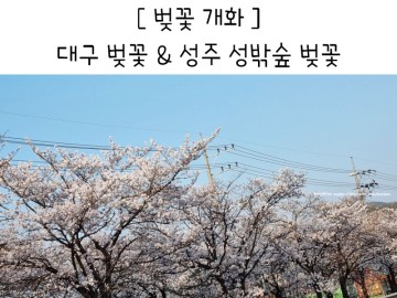 실시간 대구 벚꽃 개화 드라이브 성주 성밖숲 가족나들이