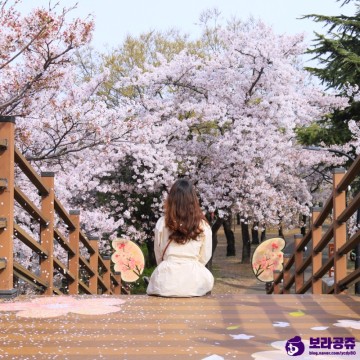 대구 공원 벚꽃 엔딩 꽃보라동산 VS 침산공원 로맨틱한 벚꽃비 맞을 사람?