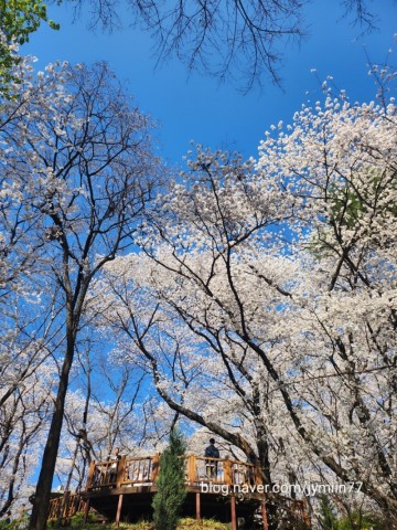 대전 벚꽃 명소 테미고개 테미공원