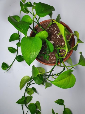 관리쉬운 실내 공기정화식물 스킨답서스 키우기 - 번식, 수경재배, 분갈이