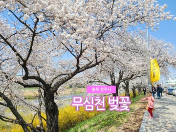 충청도 가볼만한곳 청주 무심천 :: 벚꽃명소 꽃구경 데이트코스 여행지