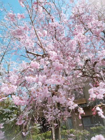 [桜] 교토 여행 일정 일본 벚꽃 명소 코스 케아게 인클라인, 난젠지, 철학의길, 은각사
