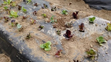 주말농장 텃밭가꾸기 흙 비료 텃밭작물 모종 농기구 보관함