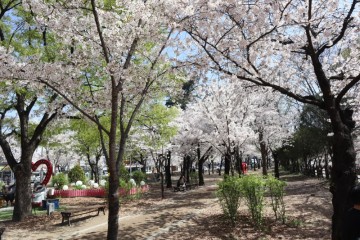 대구 벚꽃 명소 꽃보라동산 개화 상태와 주차정보