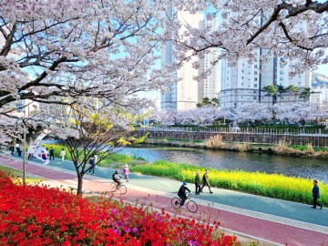 부산 벚꽃 명소 온천천, 한양아파트 벚꽃터널과 온천천 벚꽃 지금이 절정이에요!