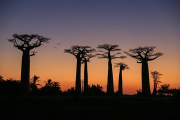 아프리카 여행 마다가스카르 모론다바 바오밥 나무 거리 feat 지구마불 세계여행