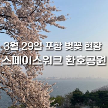 3월 29일 현황 포항 벚꽃 명소 환호공원 스페이스워크 주차