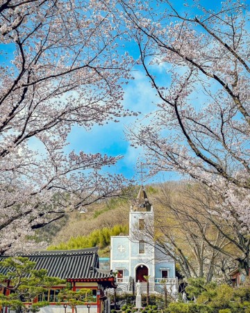 진주 벚꽃 축제 명소 월아산 벚꽃터널