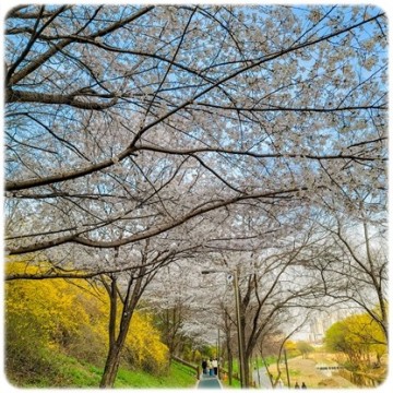 서울 강남의 벚꽃명소 양재천 벚꽃! 올해는 축제까지 양재천 벚꽃 등축제