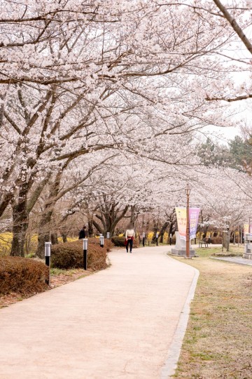 전남 영암 벚꽃축제 애견동반 여행, 왕인박사 유적지 주말 만개 예상