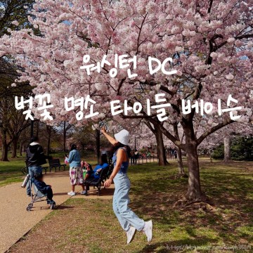 미국 워싱턴 DC 벚꽃 명소 타이들 베이슨 3월, 4월 여행 시 추천 내셔널 체리 블라썸 페스티벌