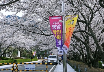 전라도 전남축제 2023 영암왕인문화축제 벚꽃 명소 4월 꽃구경 벚꽃축제 왕인박사유적지 영암벚꽃 여행