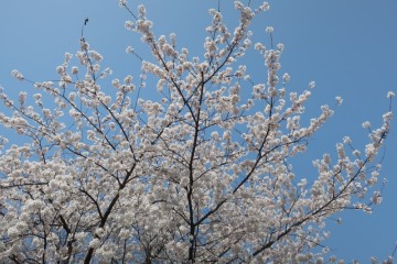 서울 벚꽃 명소 여의도 벚꽃 축제 여행 한강공원 윤중로 가볼만한곳