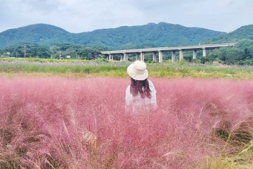 부산 기장 핑크뮬리 핫플 광산마을 가을 꽃구경 데이트