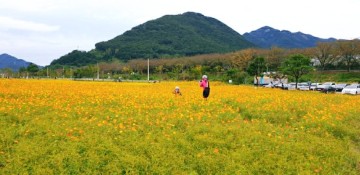 양산 황산문화체육공원 10월에 인기꽂은  양산황산공원 황화코스모스 사진찍기 좋은 꽃밭 풍경