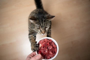 고양이한테 쇠고기, 돼지고기를 줄 때 주의점 딱 2