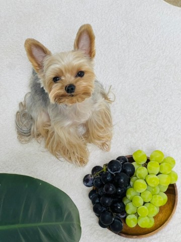 강아지 포도 샤인머스켓 청포도 먹으면 안되는 과일?
