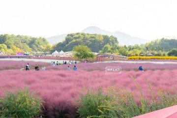 양주 나리공원 천일홍축제 양주 가볼만한곳 나리농원 핑크뮬리