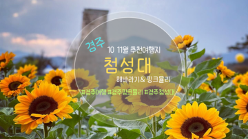 10 11월 경주가을여행 첨성대 해바라기& 핑크뮬리 사진명소 개화현황