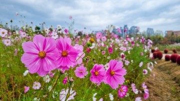 코스모스 명소 인천 가볼만한곳 계양꽃마루