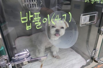 강아지 MRI, 24시 동물병원에서 찍고 왔어요
