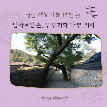 경남 산청 단풍 구경 남사예담촌 부부회화나무 위치
