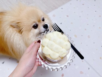 강아지가 먹으면 안되는 음식 강아지 밀가루 빵 케이크