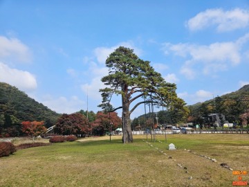 속리산 정이품송 600년 된 소나무 (정이품송공원)