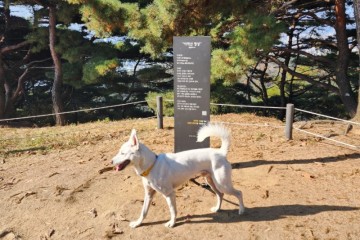 강아지등산 서울 아차산 단풍놀이 강아지랑 갈만한곳 주차