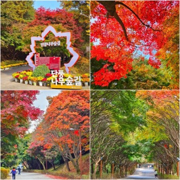 11월 가볼만한곳 충남 천안 독립기념관 단풍나무숲길 단풍명소