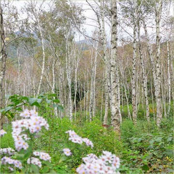 경기도 여행지 추천 양평 서후리숲 자작나무숲 국내 힐링 여행