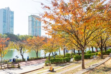 서울 단풍 명소 잠실 석촌호수 단풍 산책하기 좋은 곳