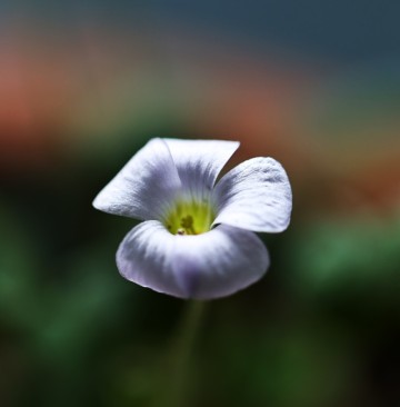 하얀 꽃 미니 사랑초
