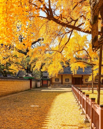서울 단풍 명소 성균관대학교 명륜당(明倫堂) 문묘 은행나무