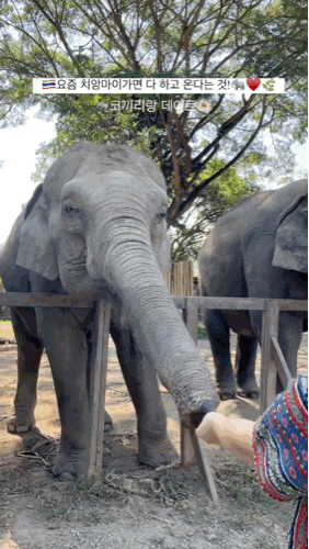 태국 치앙마이 여행 코끼리 보호소 투어 후기 가볼만한곳