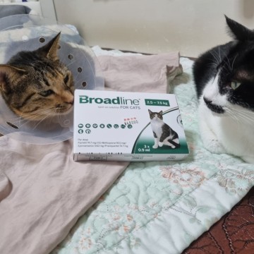 고양이 심장사상충약 브로드라인 구충범위 가격 broadline