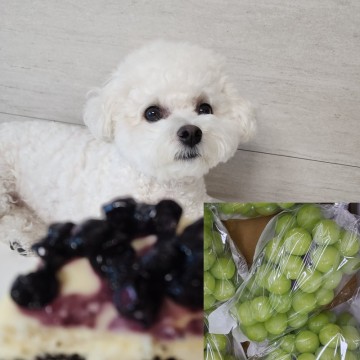 강아지가 먹어도 되는 과일 블루베리! 포도 청포도 샤인머스켓은 먹으면 안되는 음식?