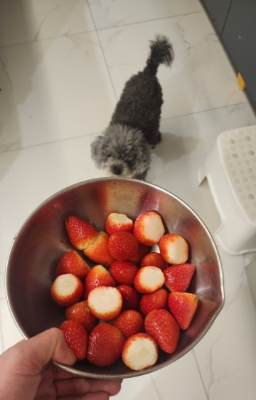 강아지 딸기 급여량,효능 및 유의사항 FT.딸기잼