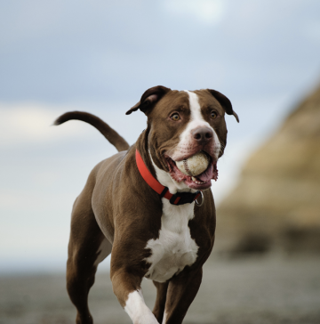 아메리칸 핏불테리어 기본정보::분양 가격 성격 특징 입마개...OGUO 맹견 강아지 종류